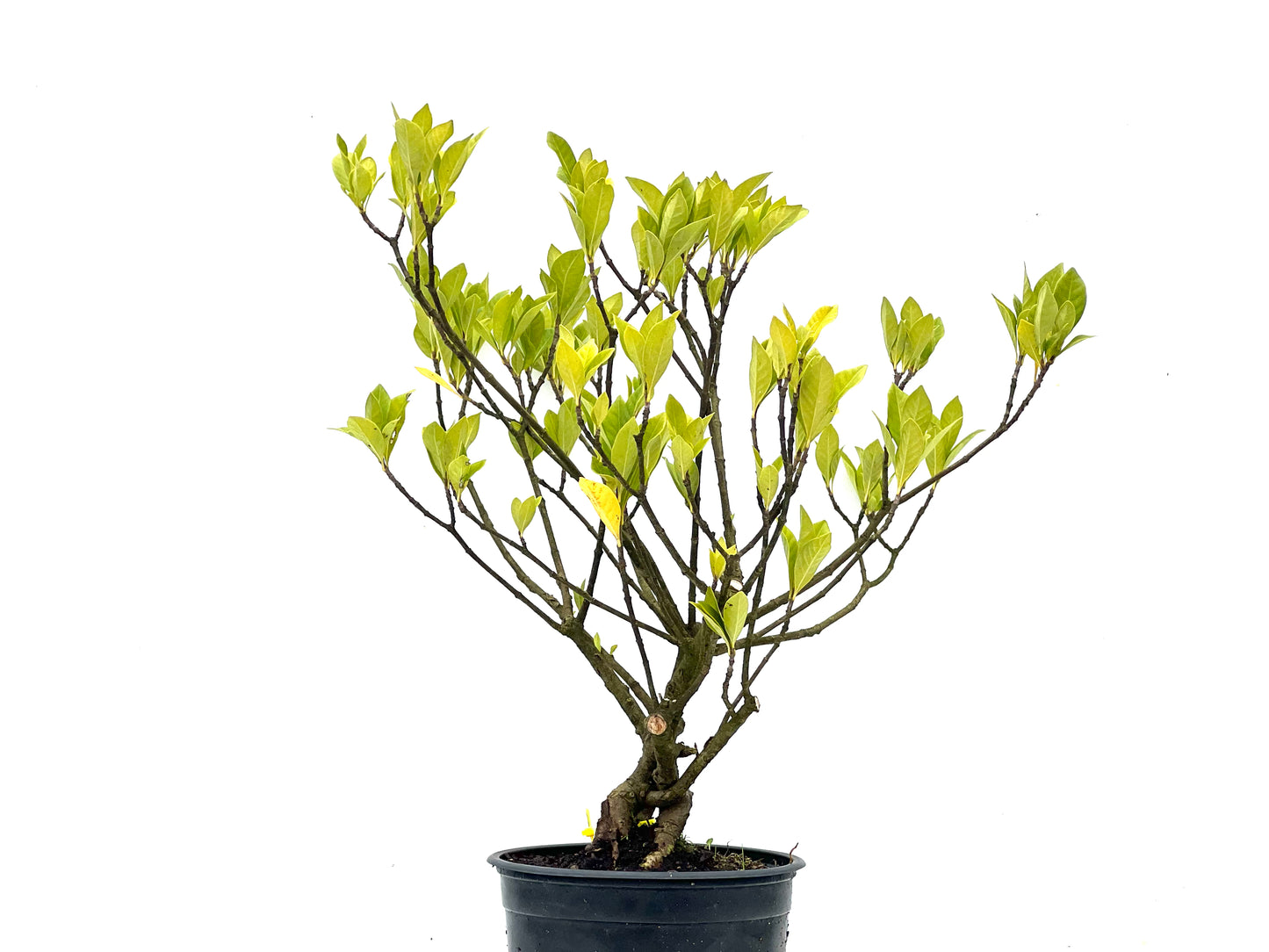 Gardenia Jasminoide 3461