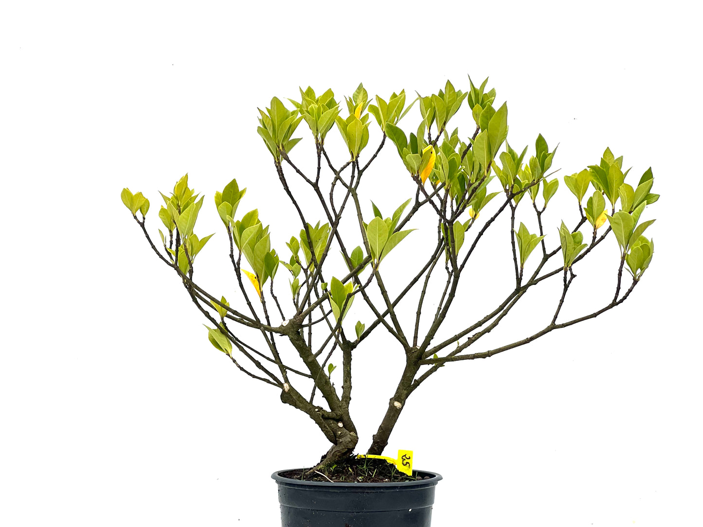 Gardenia Jasminoide 3461