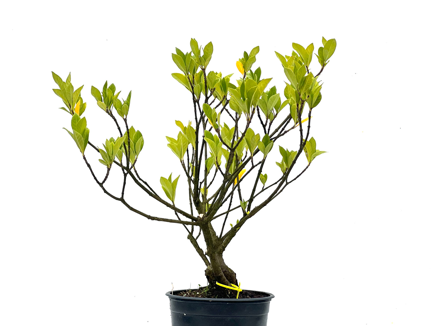 Gardenia Jasminoide 3461