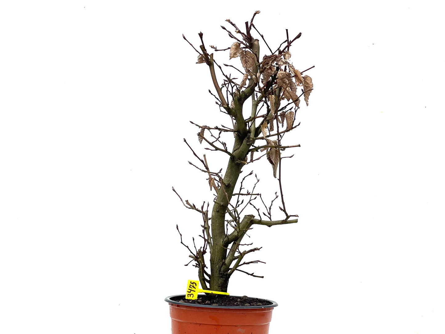 Carpinus Betulus 3475