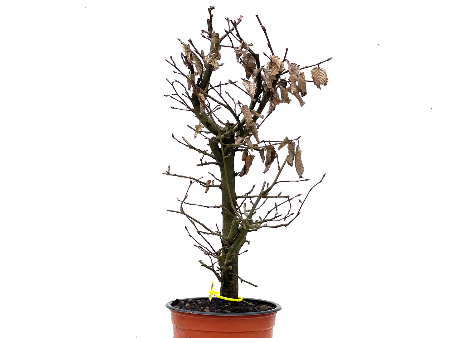 Carpinus Betulus 3475