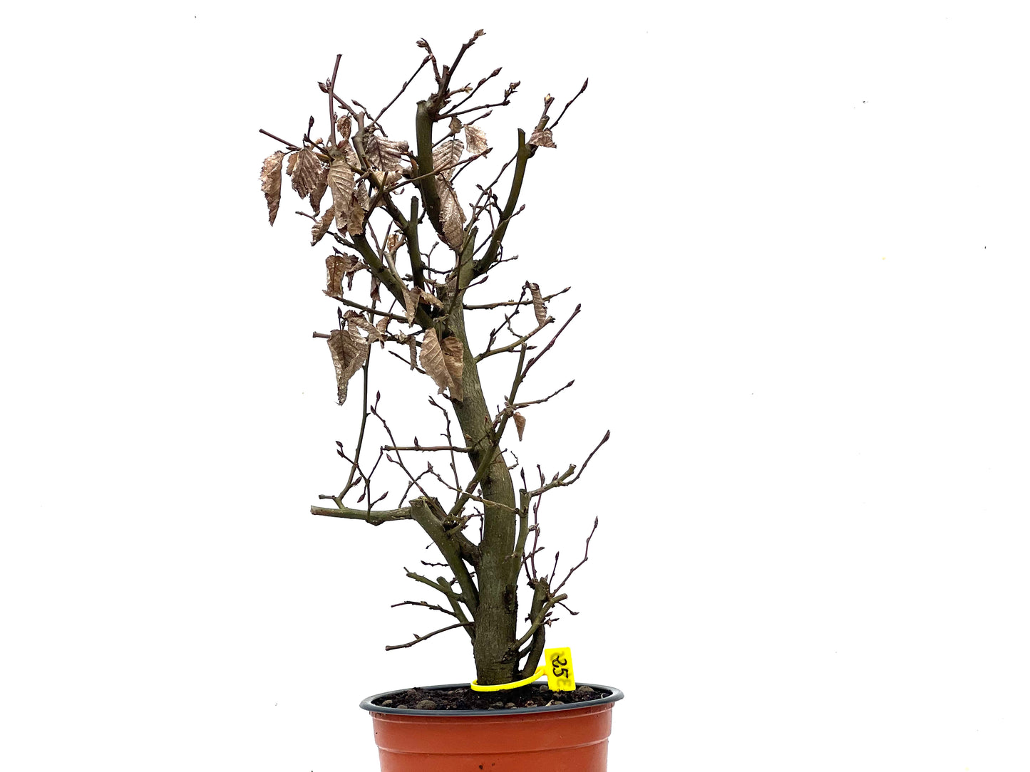 Carpinus Betulus 3475