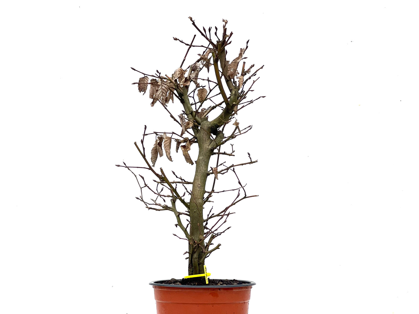 Carpinus Betulus 3475