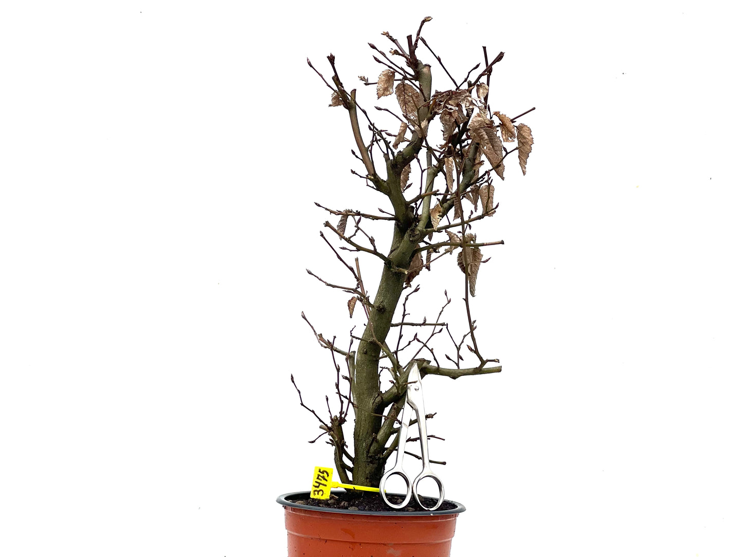 Carpinus Betulus 3475
