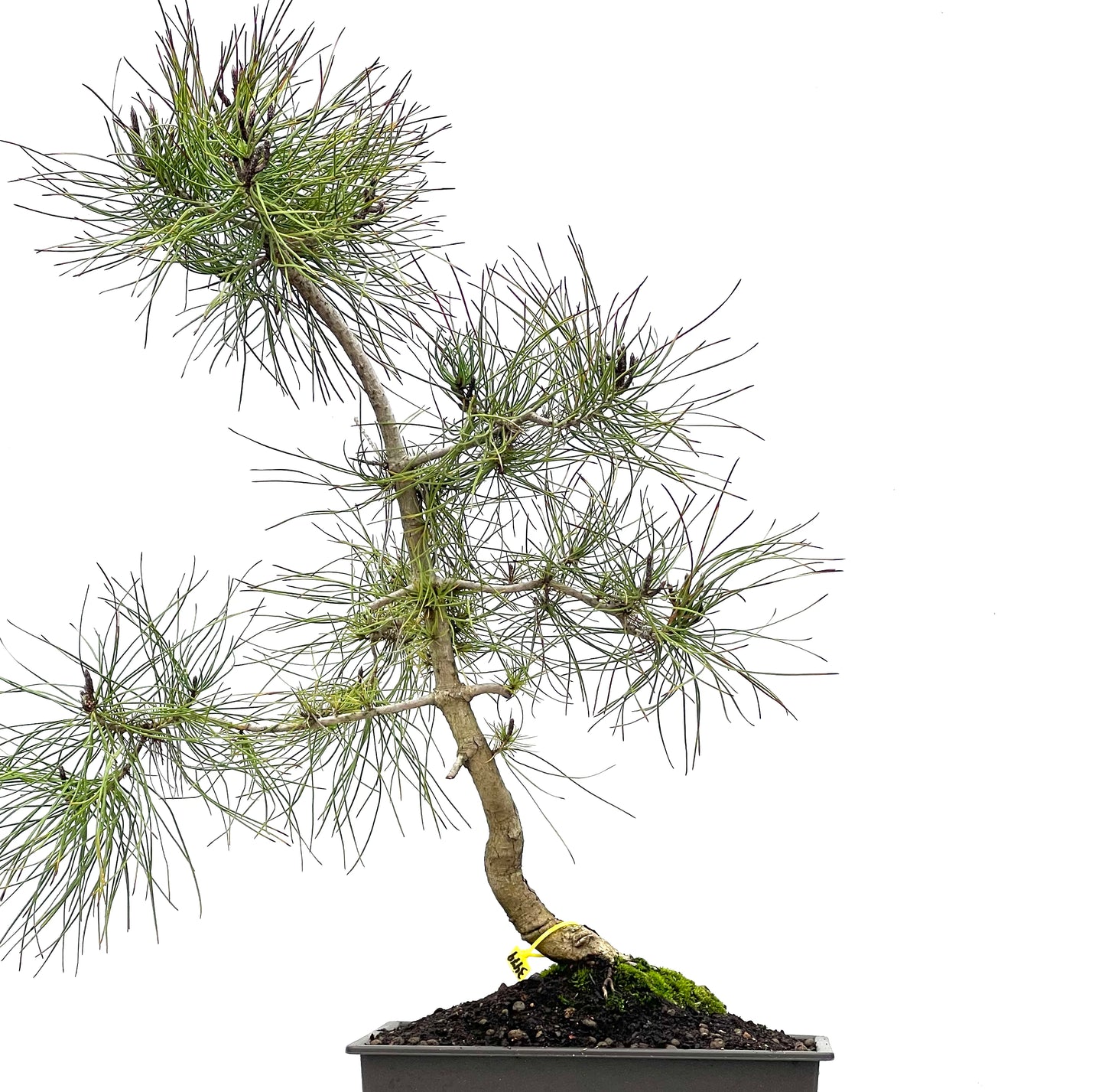 Pinus Sylvestris 3479