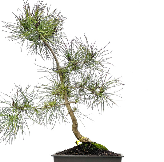 Pinus Sylvestris 3479