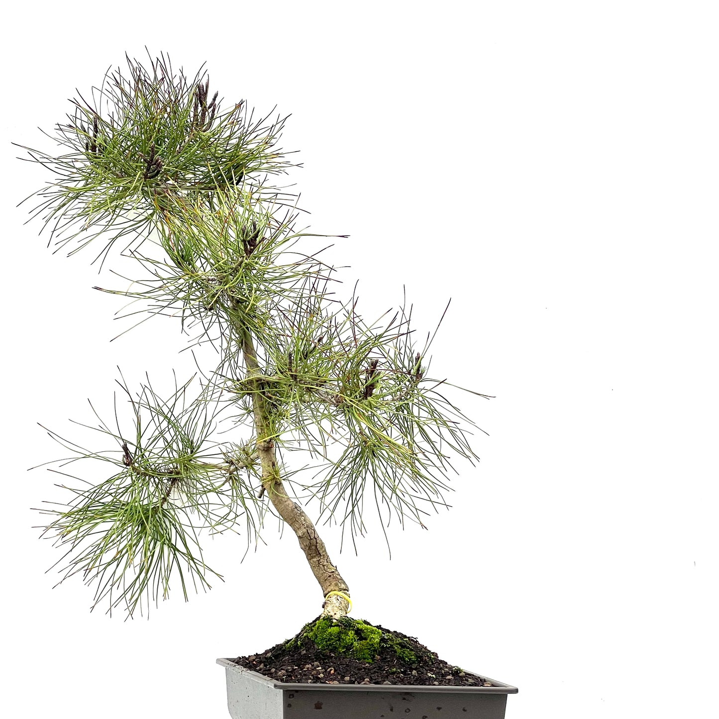 Pinus Sylvestris 3479