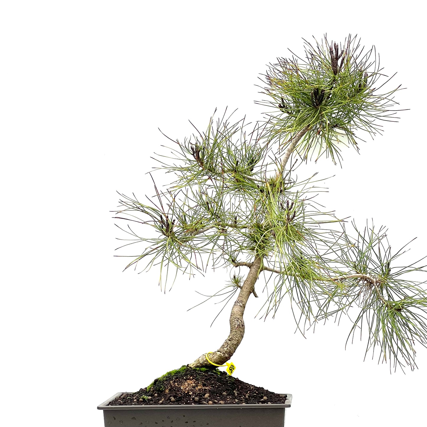 Pinus Sylvestris 3479