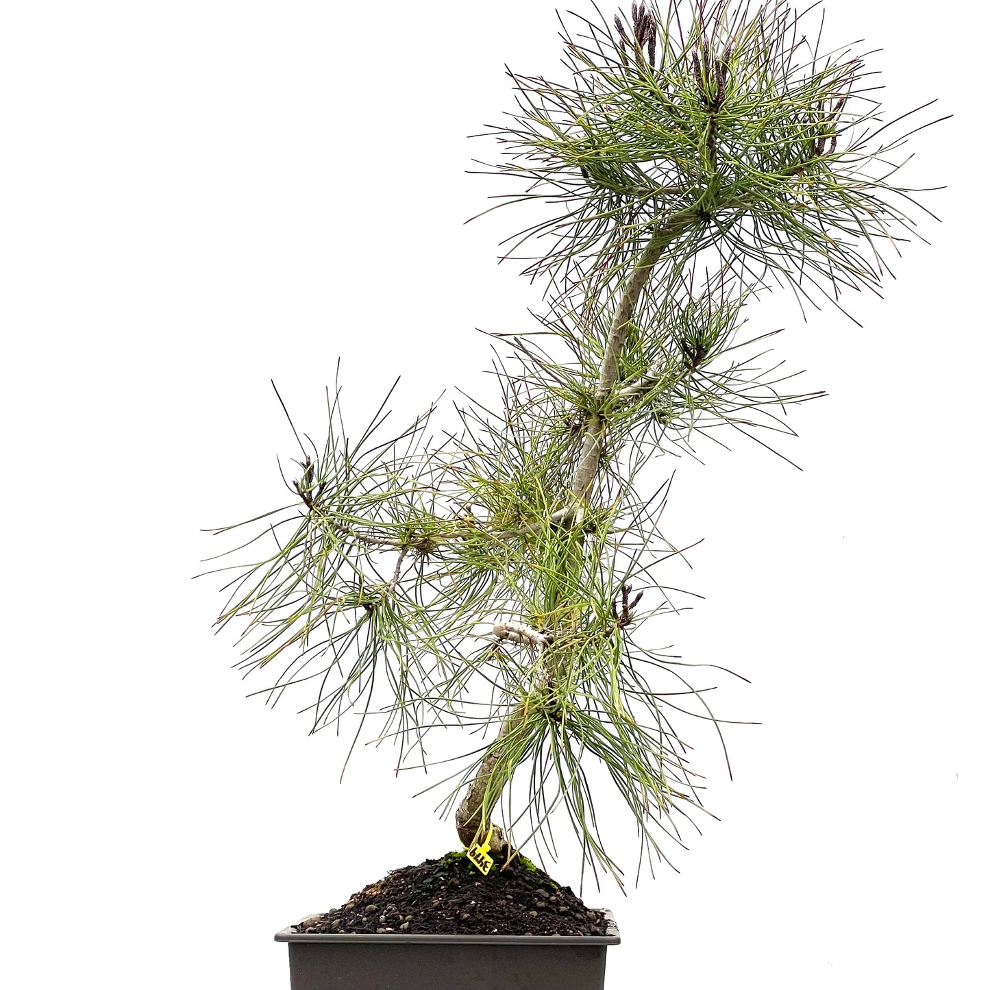 Pinus Sylvestris 3479