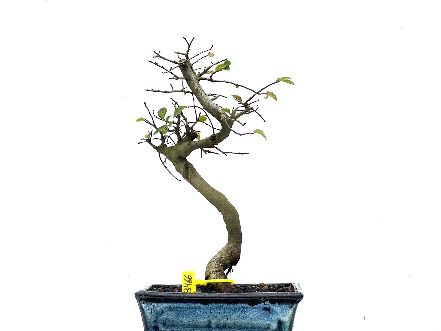 Ulmus Parvifolia 3466