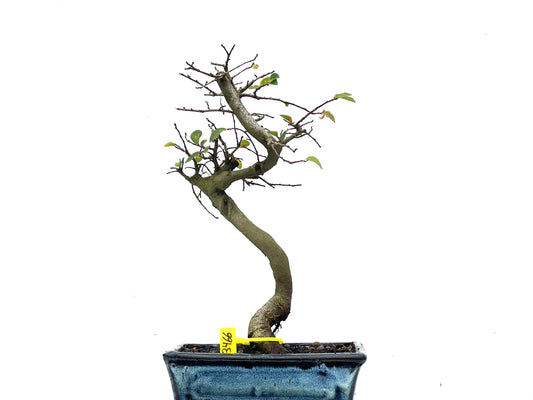 Ulmus Parvifolia 3466
