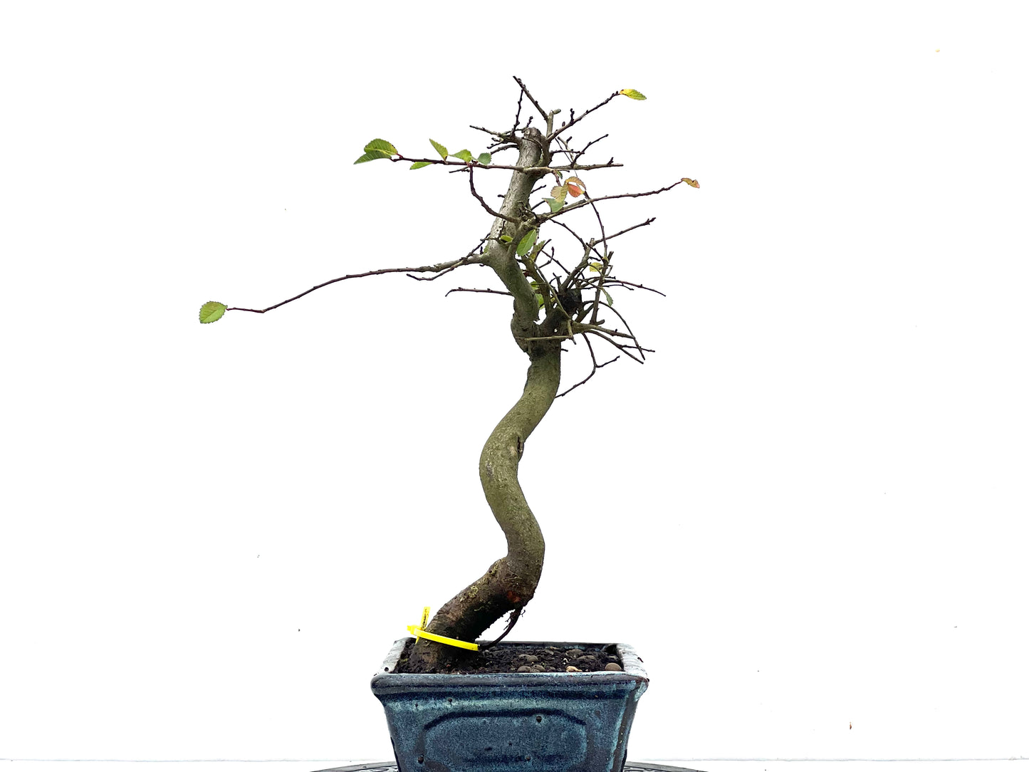 Ulmus Parvifolia 3466