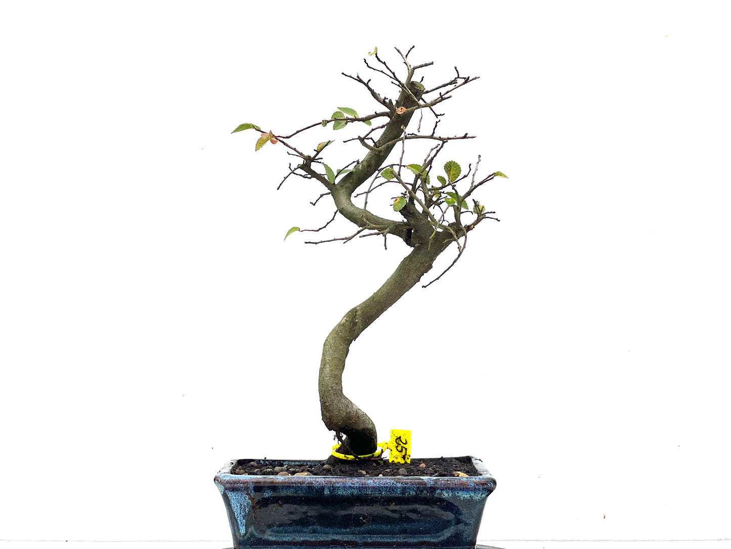 Ulmus Parvifolia 3466