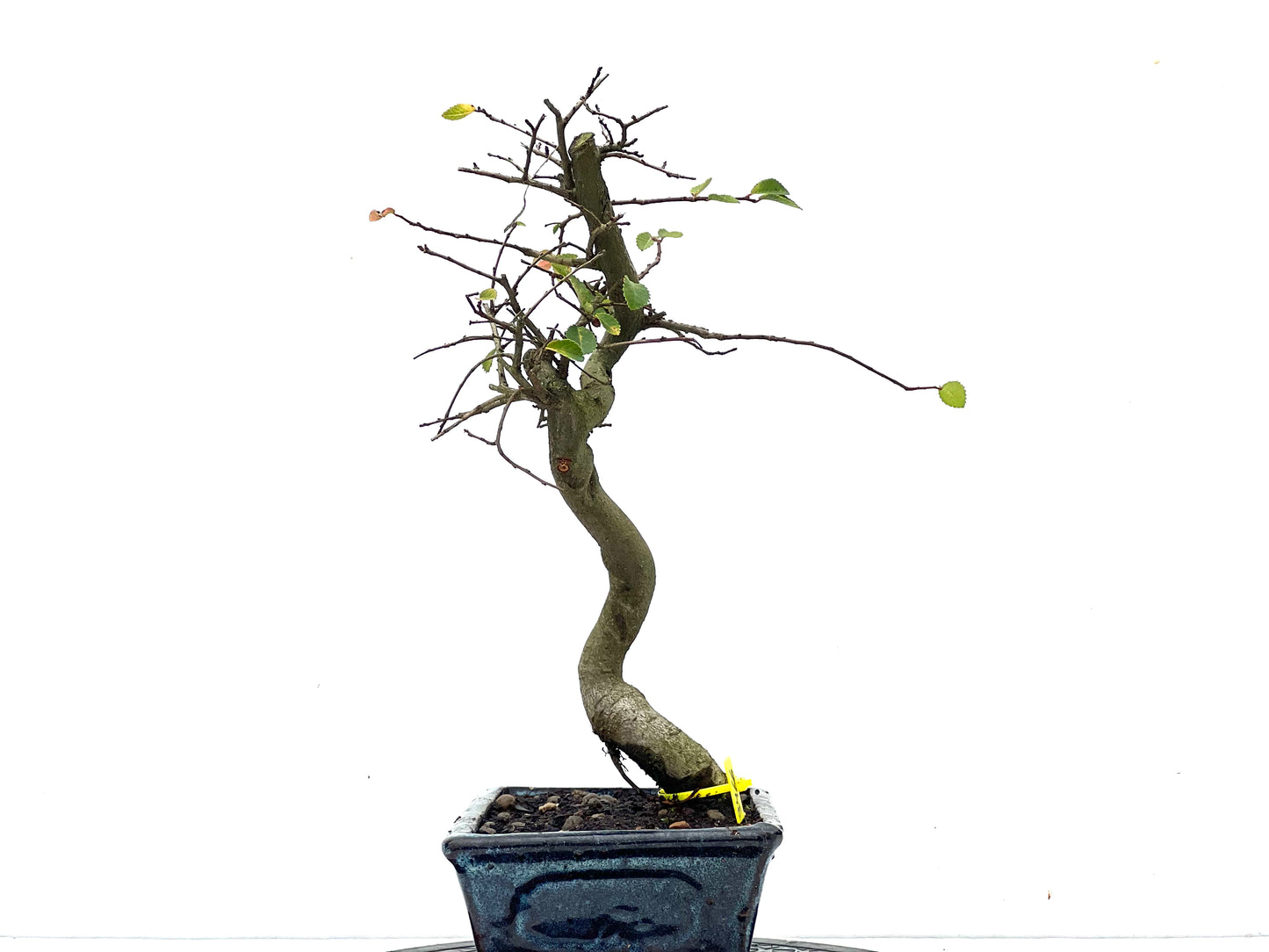 Ulmus Parvifolia 3466