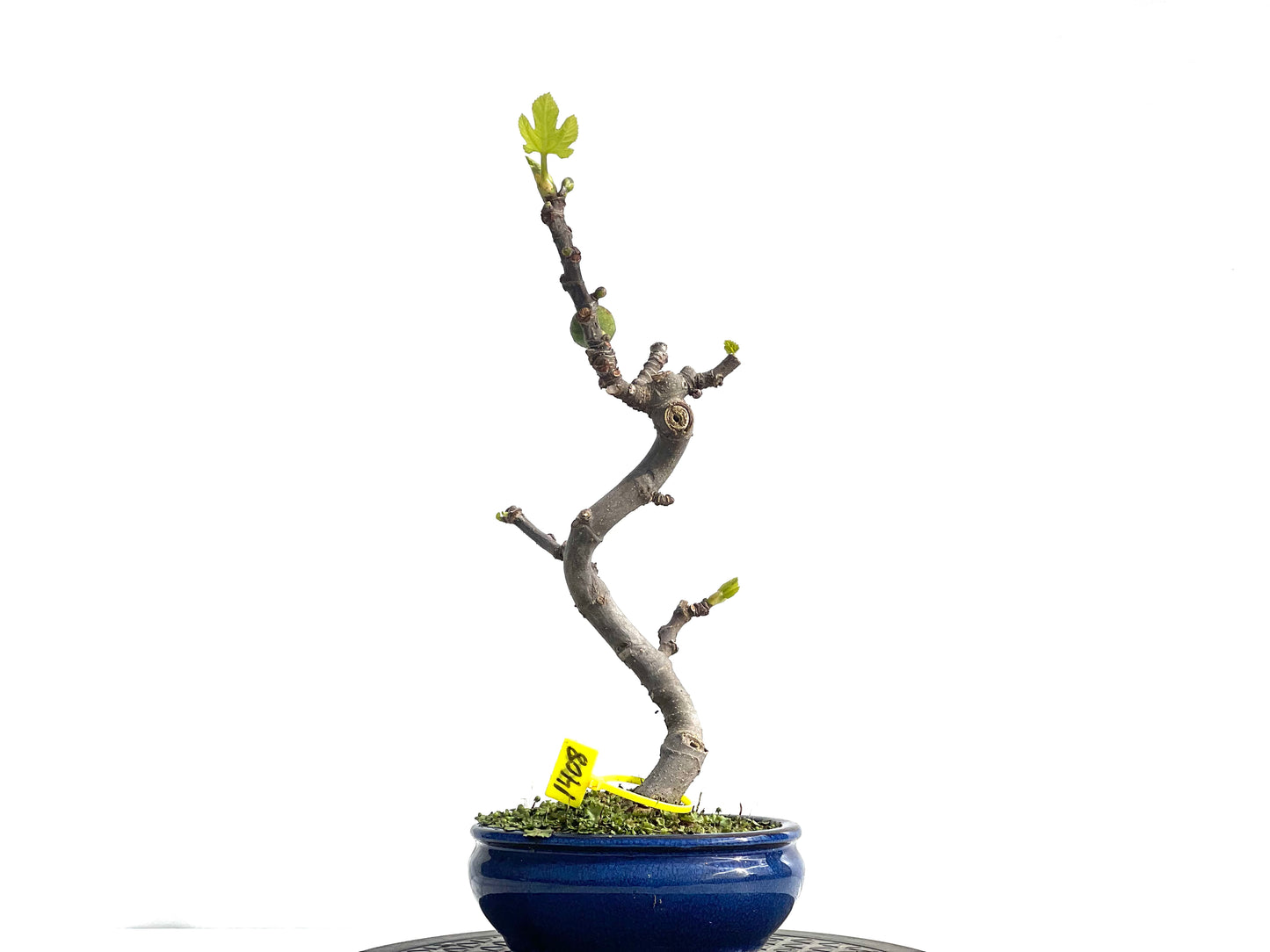 Ficus Carica 1408