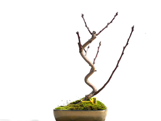 Malus Everest 0466