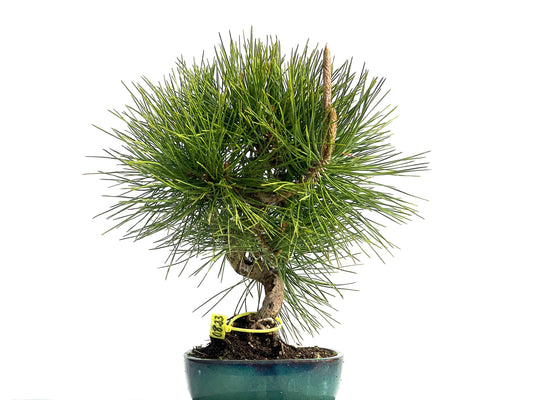Pinus Thunbergii 0823