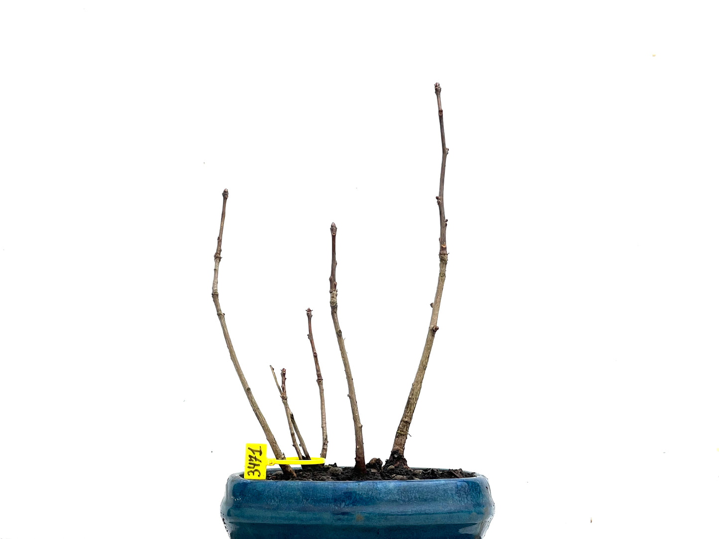 Bosque Ginkgo Biloba 3471