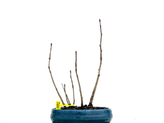 Bosque Ginkgo Biloba 3471