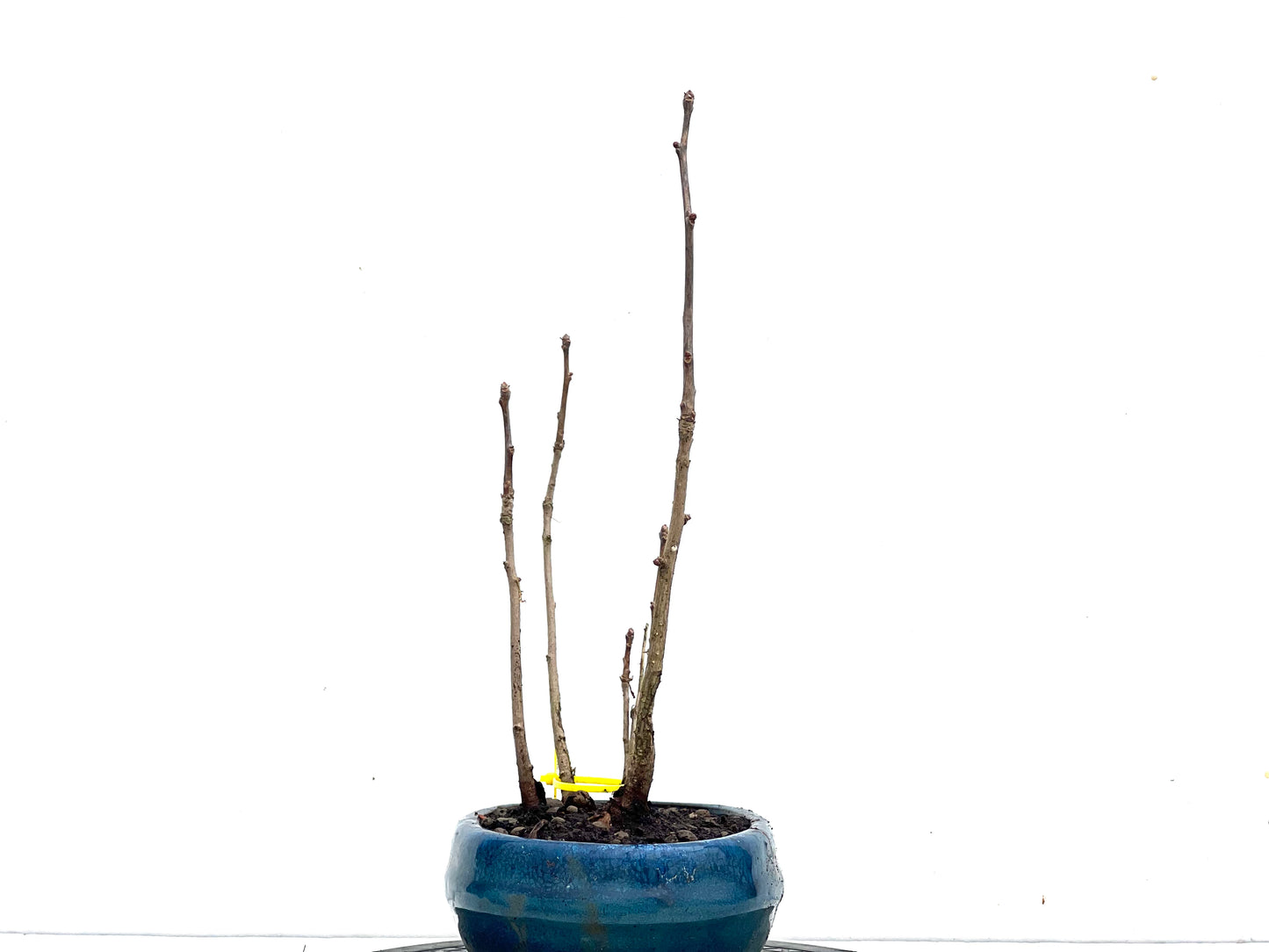 Bosque Ginkgo Biloba 3471
