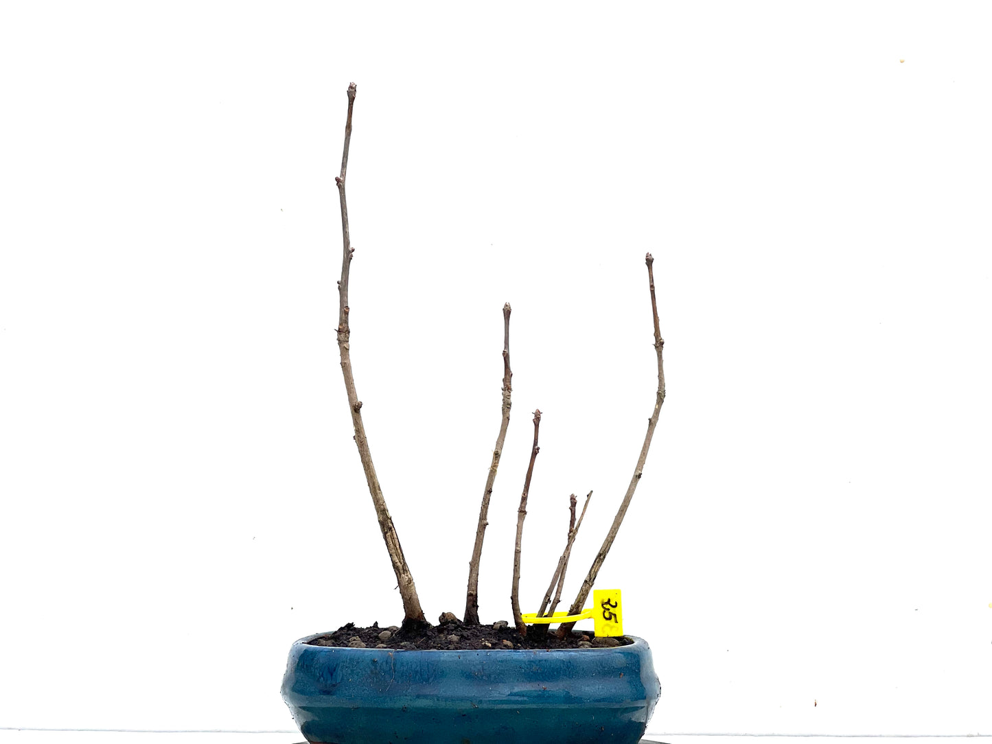 Bosque Ginkgo Biloba 3471