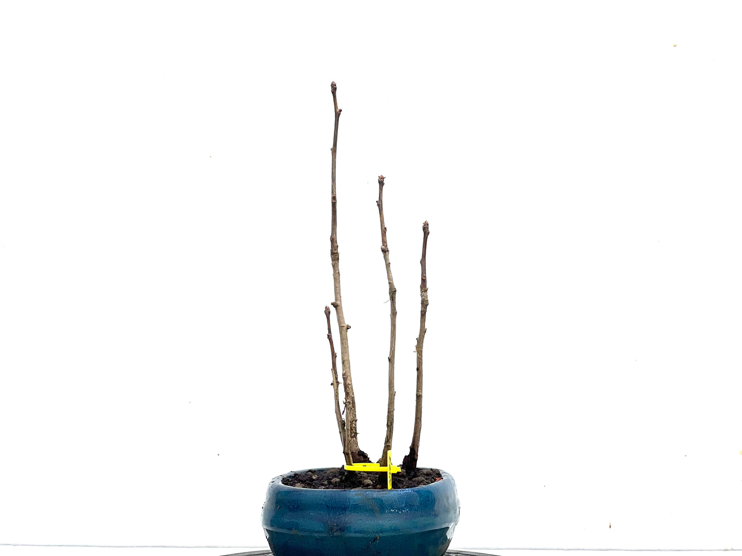 Bosque Ginkgo Biloba 3471