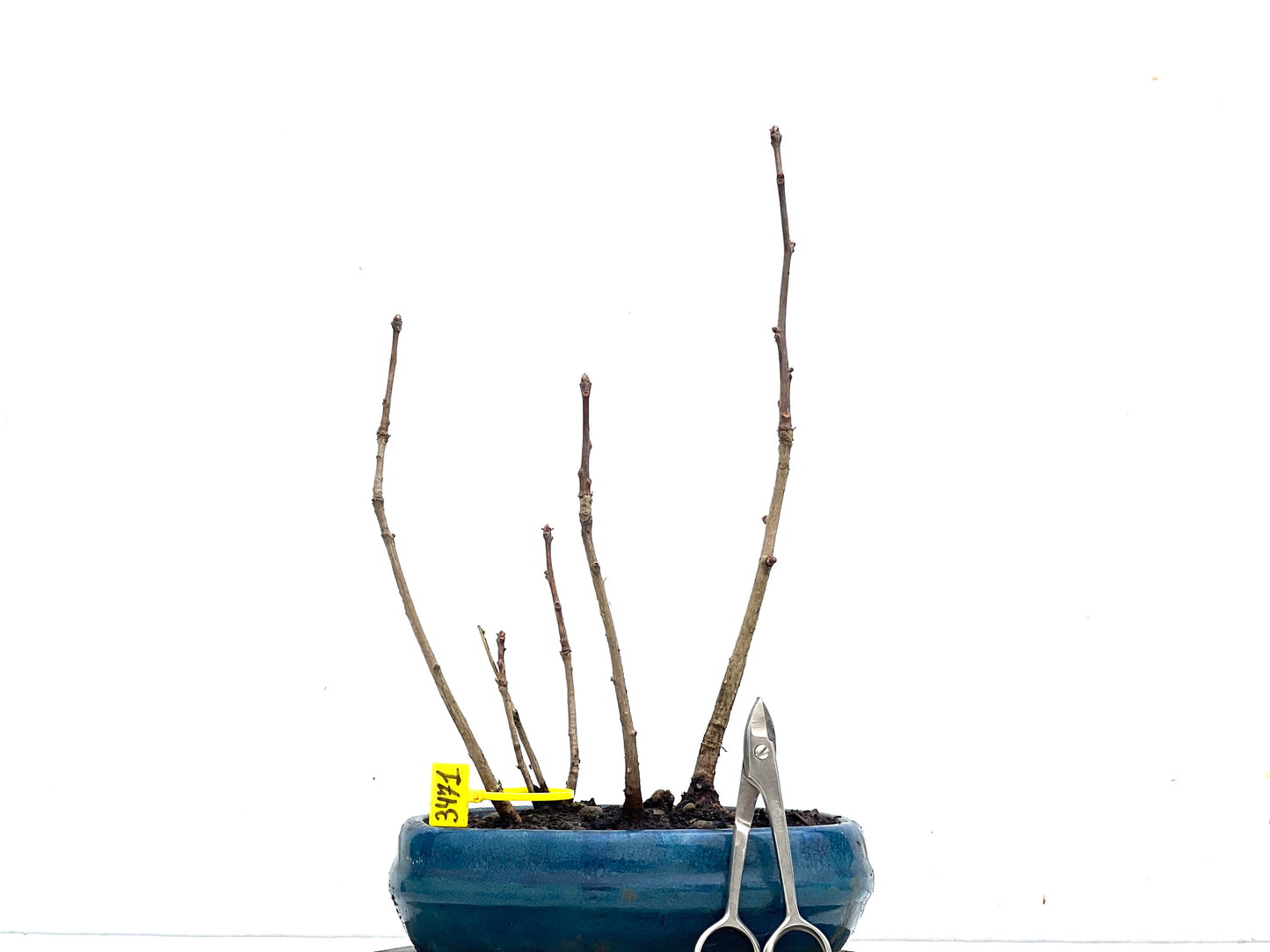 Bosque Ginkgo Biloba 3471