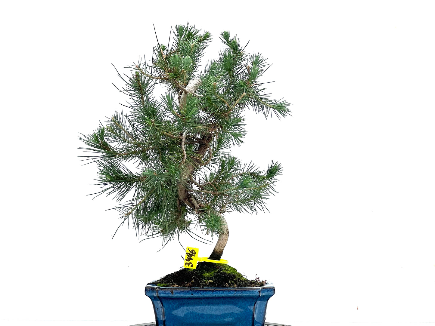 Pinus Halepensis 3496