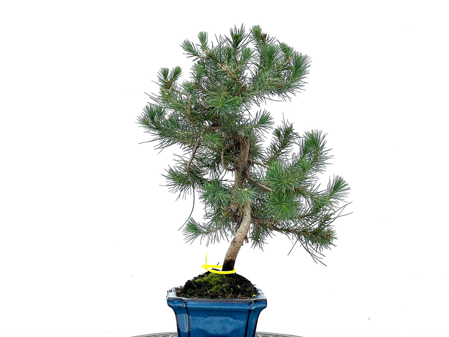 Pinus Halepensis 3496