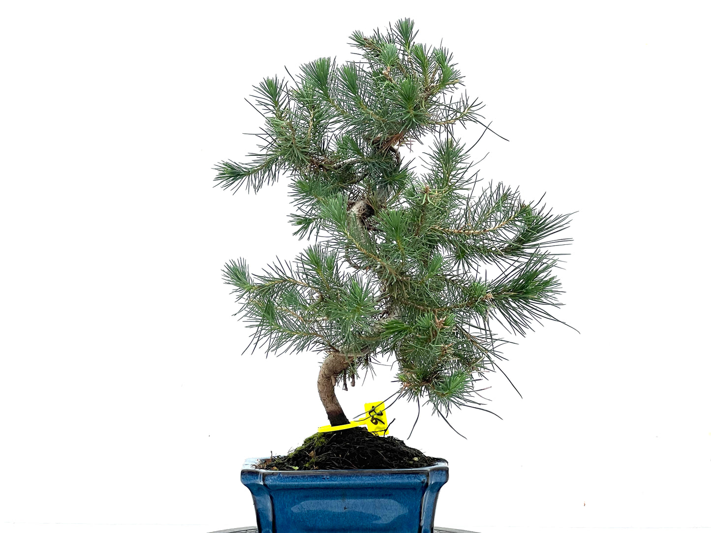 Pinus Halepensis 3496