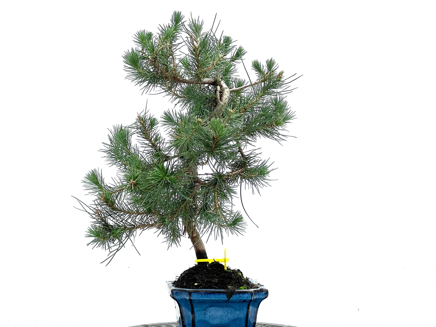 Pinus Halepensis 3496