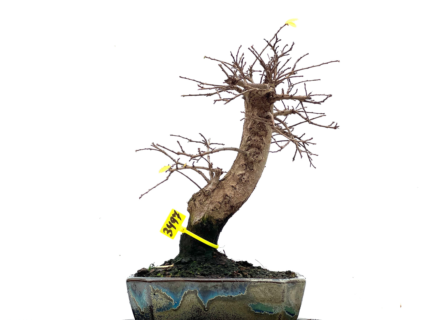 Ulmus Parvifolia 3497