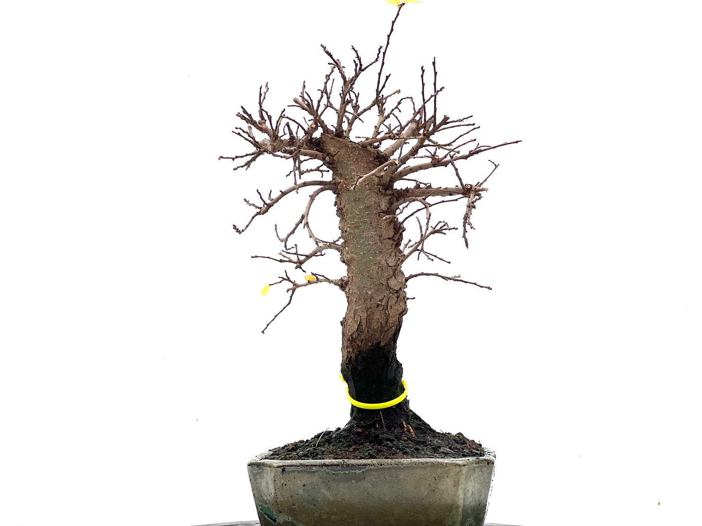 Ulmus Parvifolia 3497