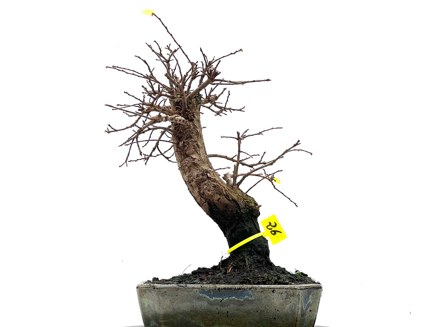 Ulmus Parvifolia 3497