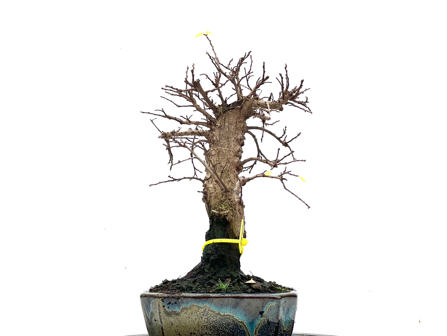 Ulmus Parvifolia 3497