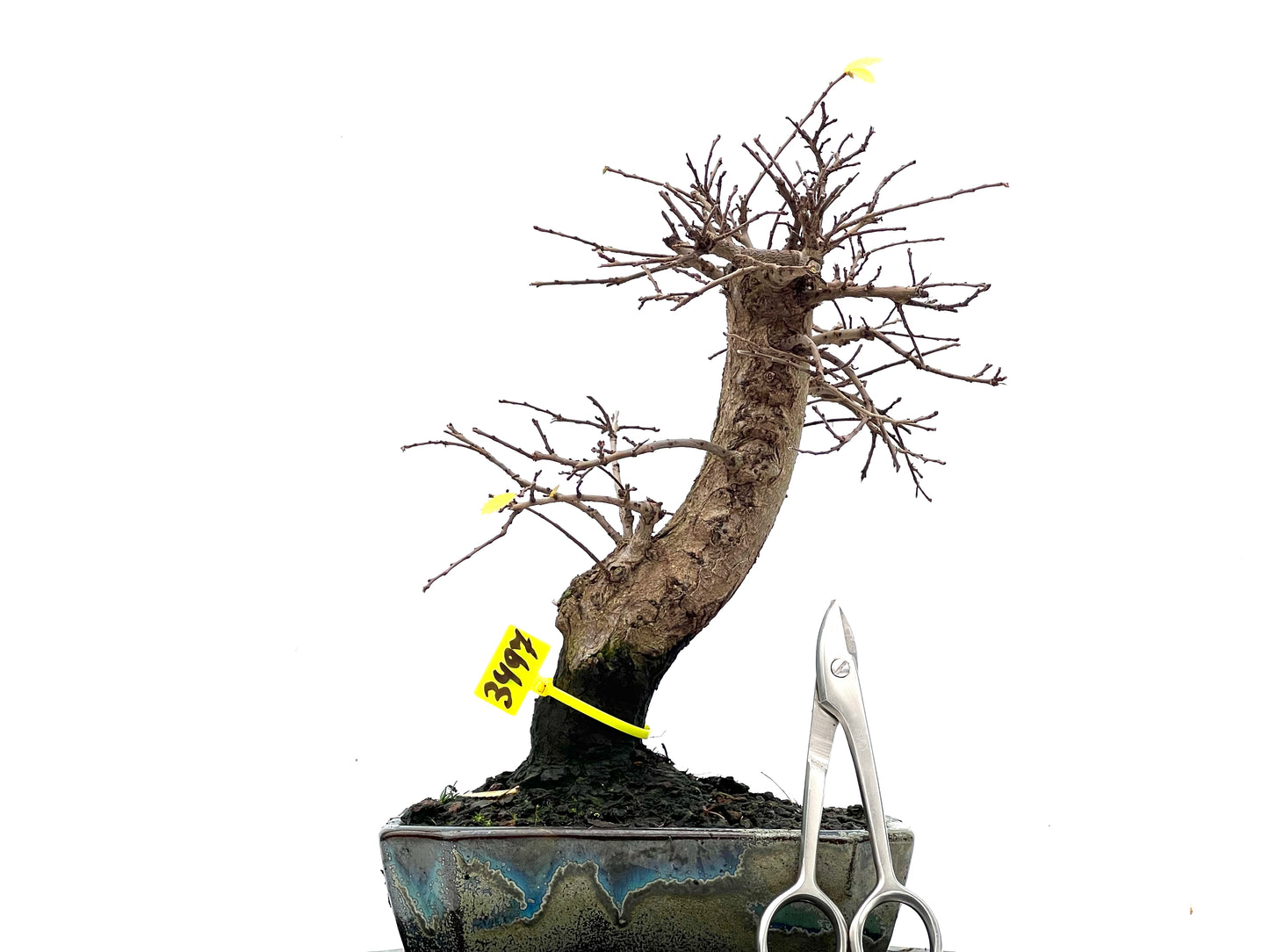 Ulmus Parvifolia 3497