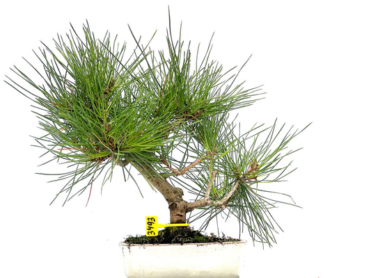 Pinus Thunbergii 3493
