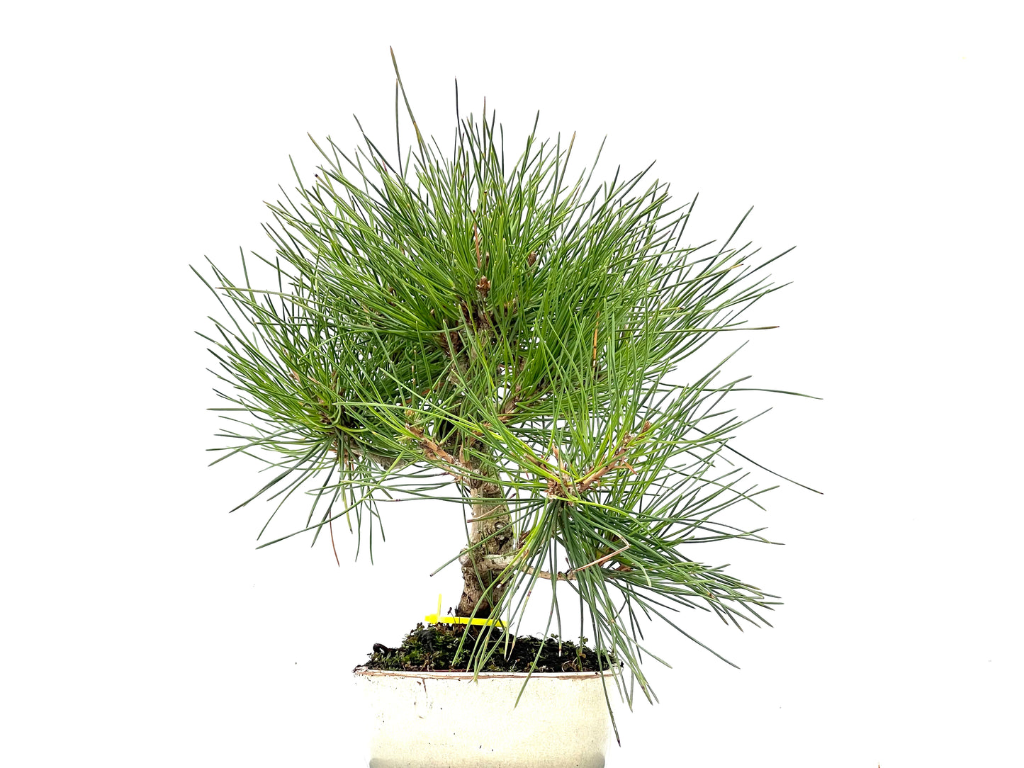 Pinus Thunbergii 3493