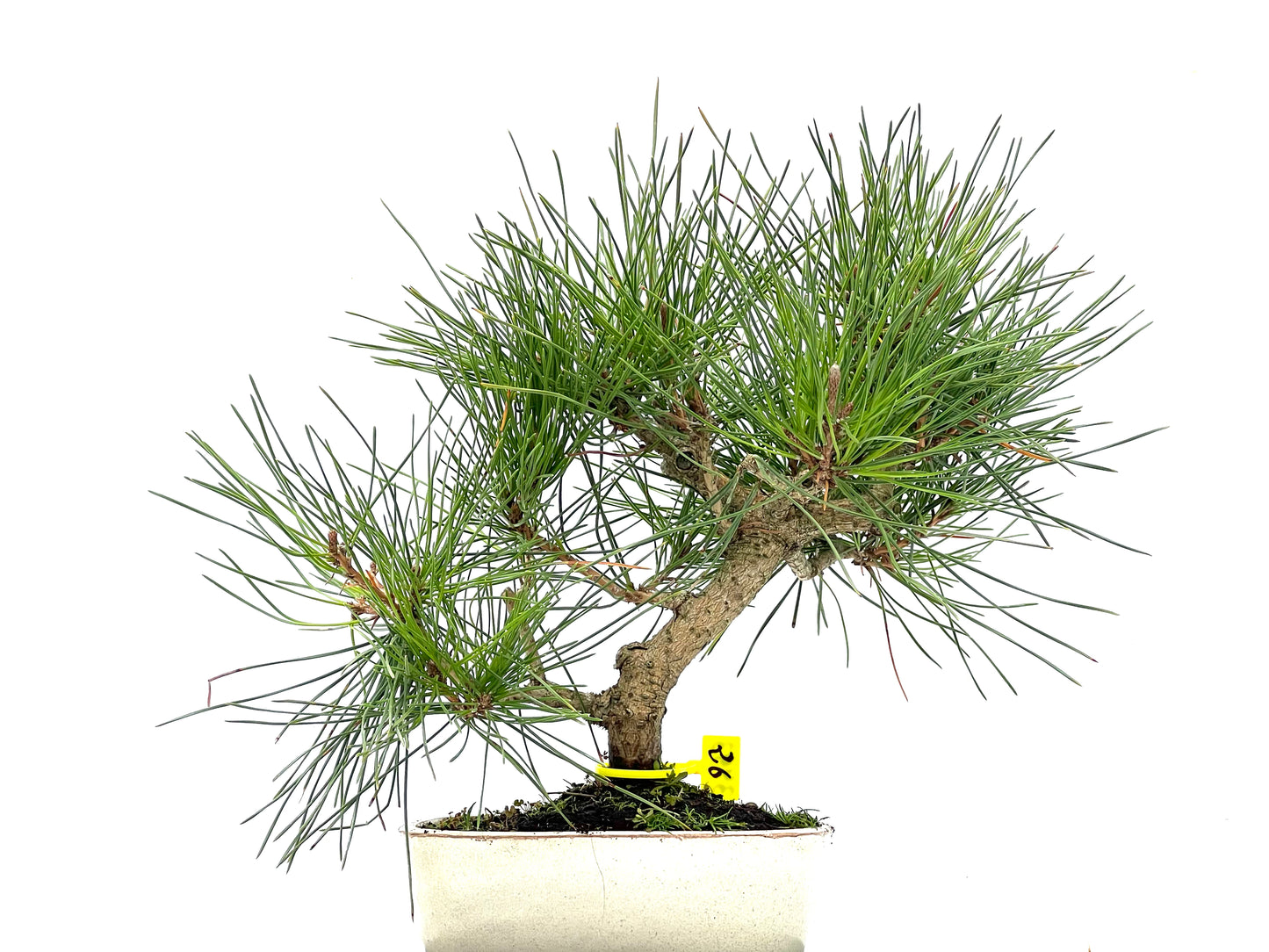 Pinus Thunbergii 3493