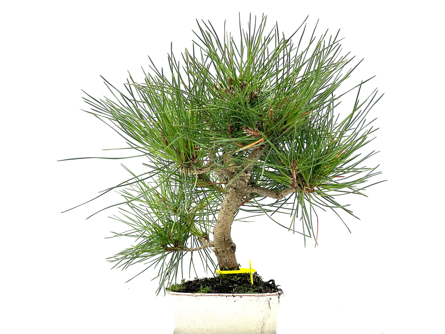 Pinus Thunbergii 3493