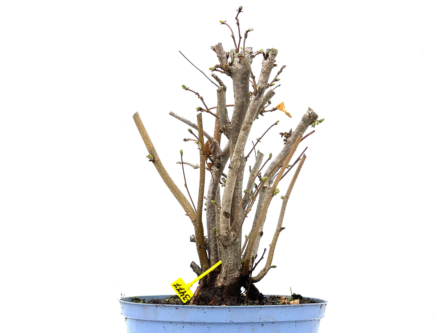 Corylus 3477