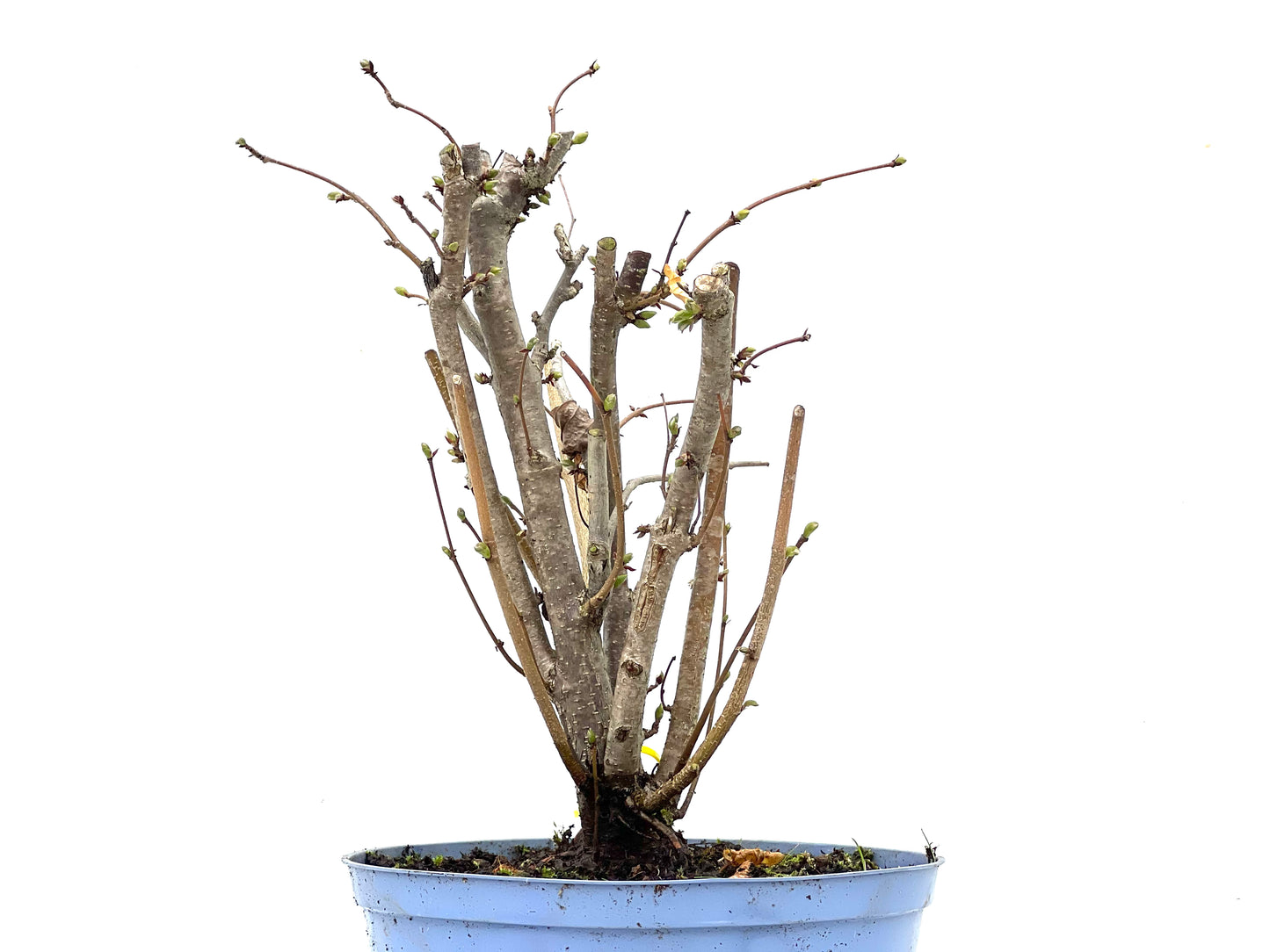 Corylus 3477