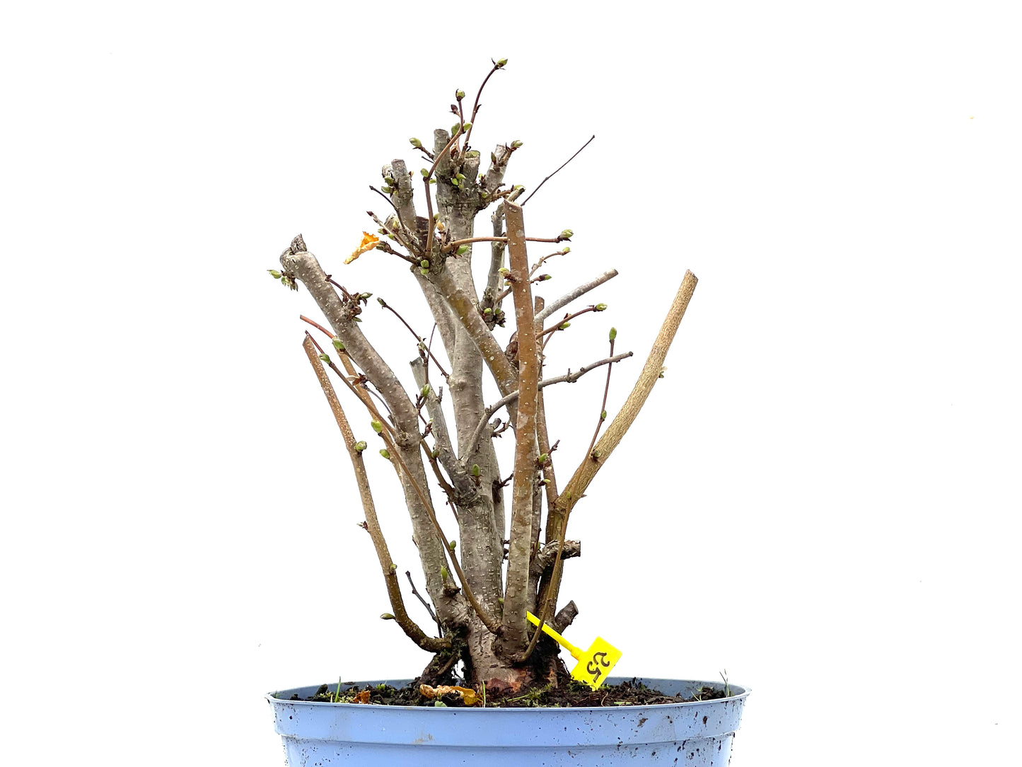 Corylus 3477