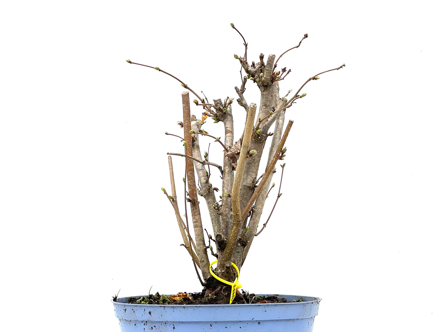 Corylus 3477