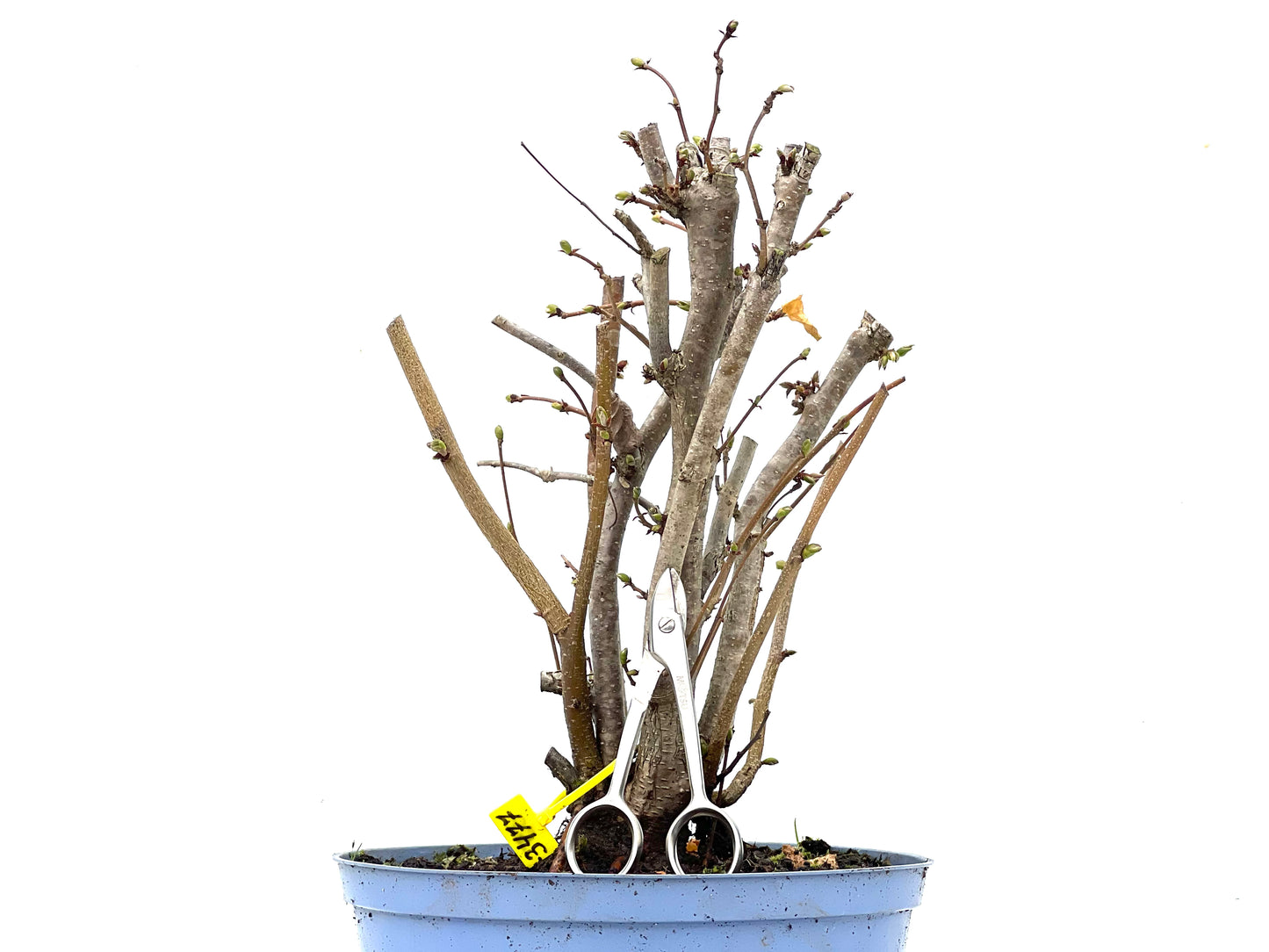 Corylus 3477