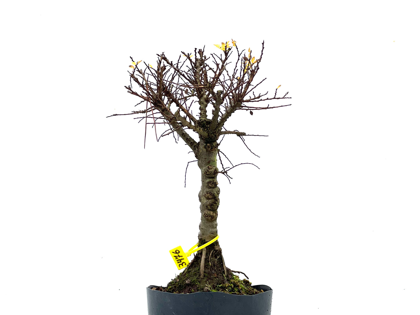 Ulmus Hokkaido 3476