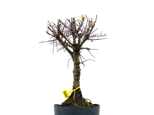 Ulmus Hokkaido 3476