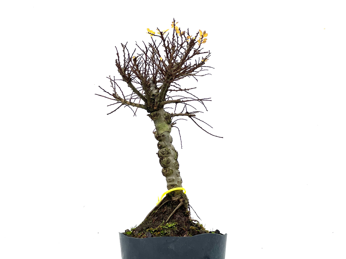 Ulmus Hokkaido 3476
