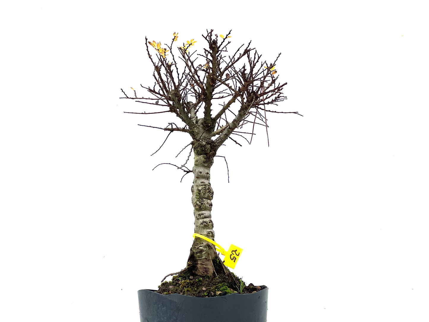 Ulmus Hokkaido 3476