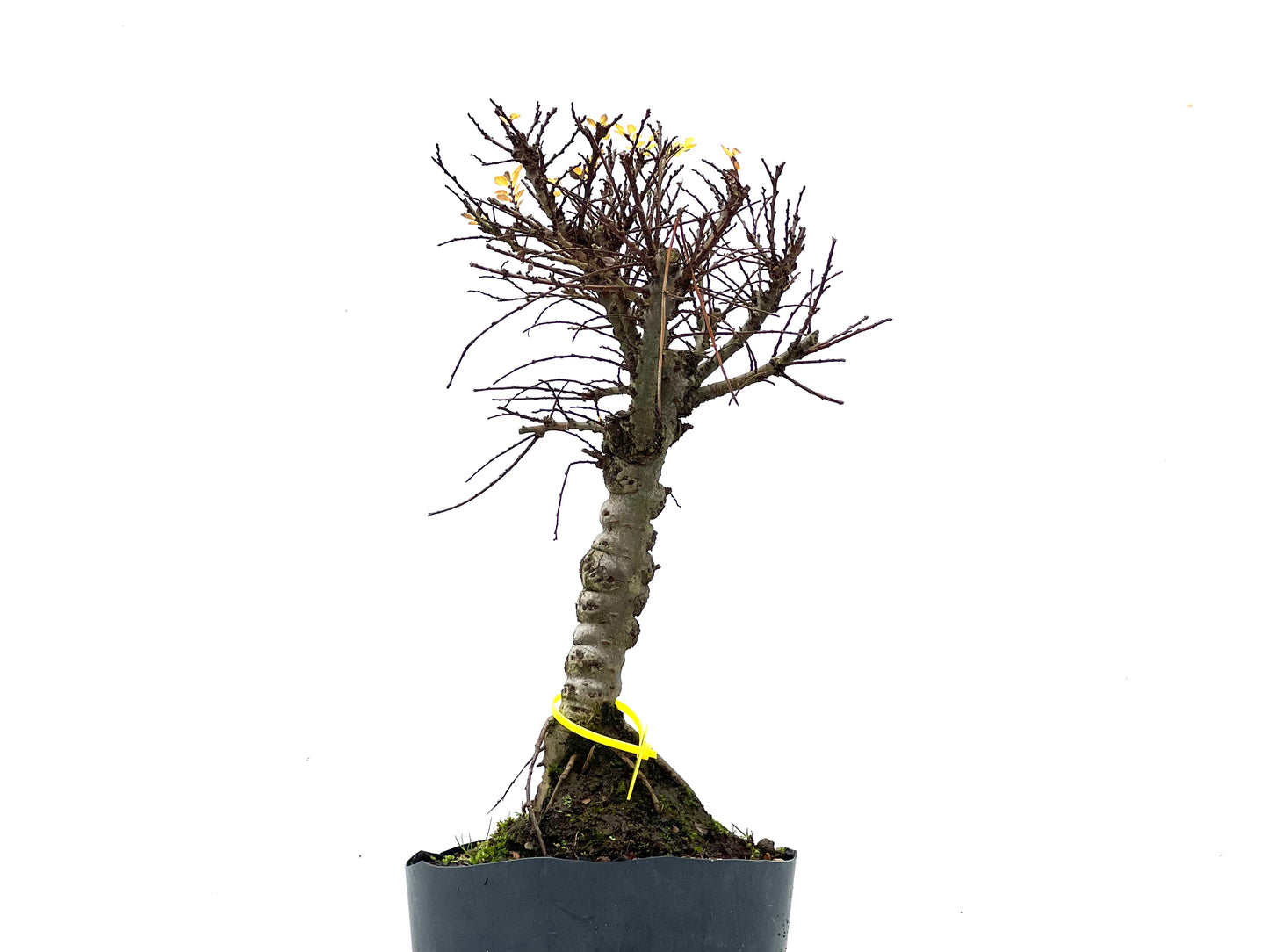 Ulmus Hokkaido 3476